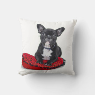 französisches Bulldogge-on-Rotes Kissen