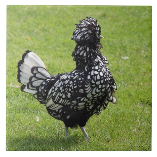 Französisches Huhn Fliese (Vorderseite)