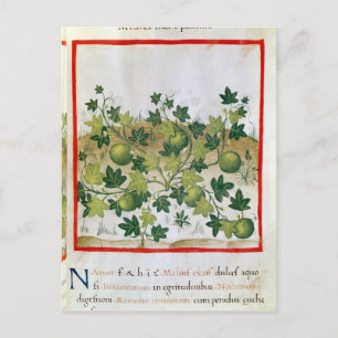 Frau 3054 fol.20 Melons, von "Tacuinum Sanitatis" Postkarte