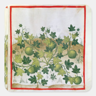 Frau 3054 fol.20 Melons, von "Tacuinum Sanitatis" Quadratischer Aufkleber