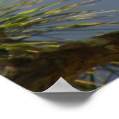 Frau Anhinga auf Zweig Poster (Ecke)