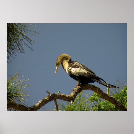 Frau Anhinga auf Zweig Poster (Vorne)