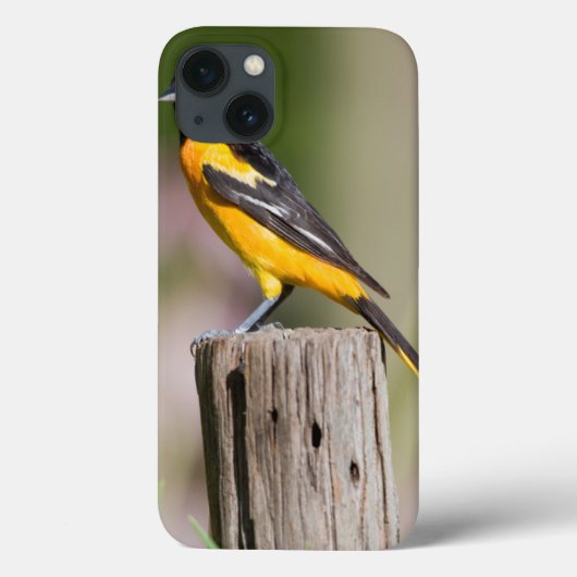 Frau Baltimores Oriole im Blumengarten Case-Mate iPhone Hülle (Rückseite)