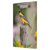 Frau Baltimores Oriole im Blumengarten Klemmbrett (Links)