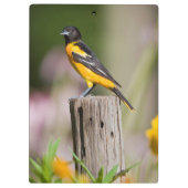 Frau Baltimores Oriole im Blumengarten Klemmbrett (Rückseite)