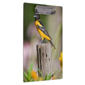 Frau Baltimores Oriole im Blumengarten Klemmbrett (Rechts)