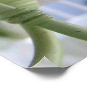 Frau Dove Poster (Ecke)