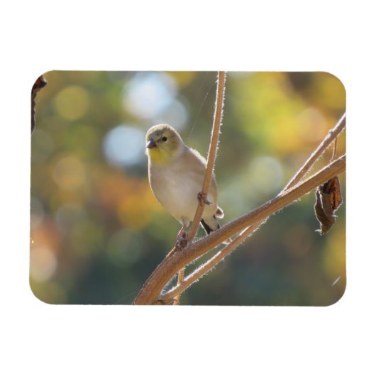 Frau Goldfinch Magnet (Horizontal)