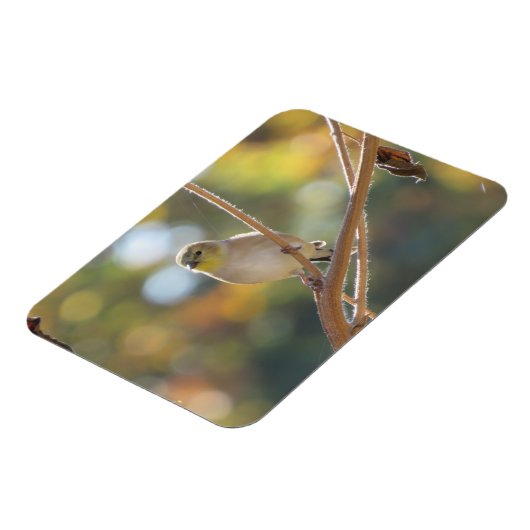 Frau Goldfinch Magnet (Linke Seite)