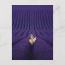 Frau in einem Lavendelfeld