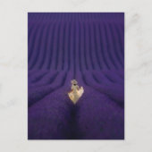 Frau in einem Lavendelfeld Postkarte (Vorderseite)