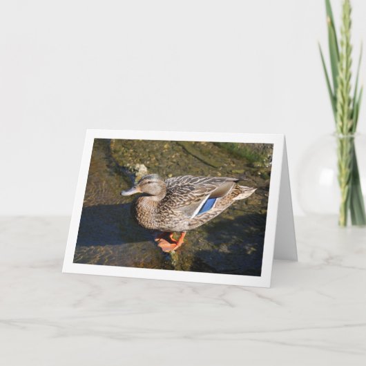 Frau Mallard Duck Karte (Vorderseite)