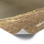 Frau Mallard Duck Poster (Ecke)