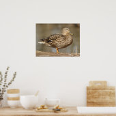 Frau Mallard Duck Poster (Küche)