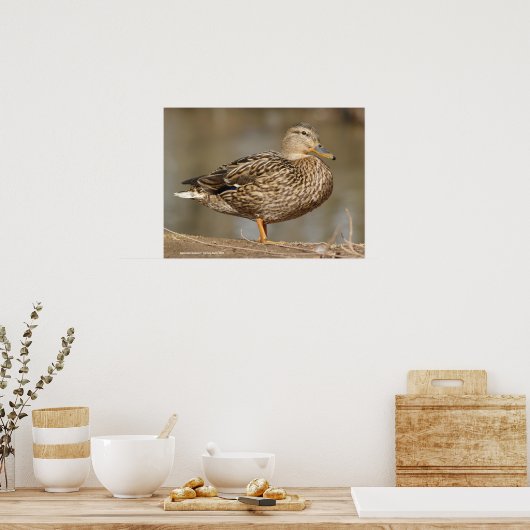 Frau Mallard Duck Poster (Küche)
