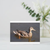 Frau Mallard Duck Postkarte (Stehend Vorderseite)