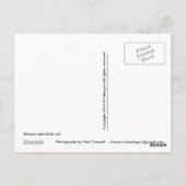 Frau mit schwarzem Schleier Postkarte (Rückseite)