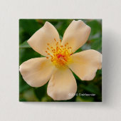 Frau Oakley Fisher Rose Button (Vorderseite)