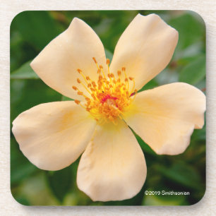 Frau Oakley Fisher Rose Getränkeuntersetzer