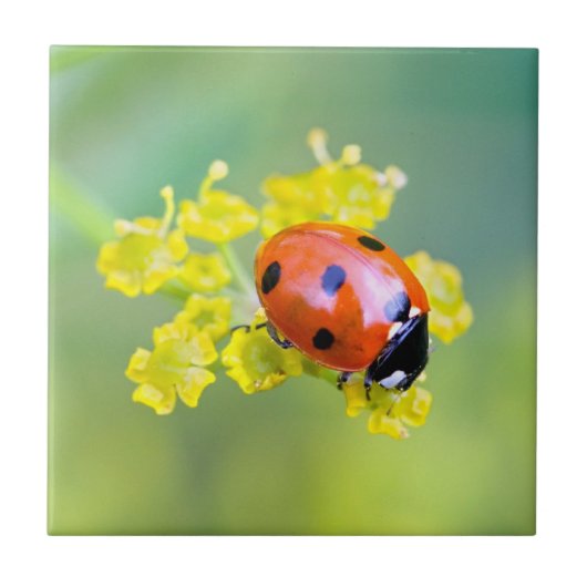Frau oben fliese (Vorderseite)