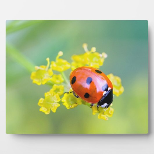 Frau oben fotoplatte (Vorderseite)
