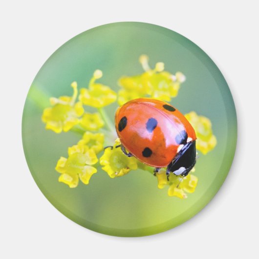 Frau oben magnet (Vorne)