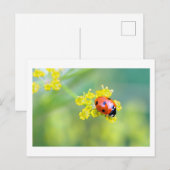 Frau oben postkarte (Vorne/Hinten)