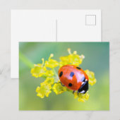 Frau oben postkarte (Vorne/Hinten)