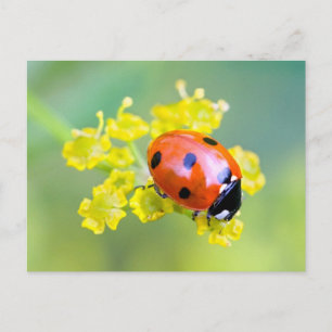 Frau oben postkarte