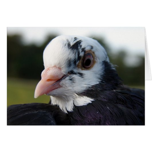 Frau Pigeon (Vorderseite (Horizontal))