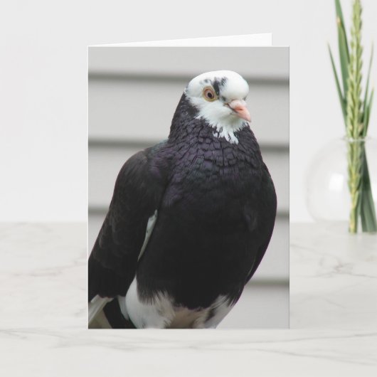 Frau Pigeon Karte (Vorderseite)