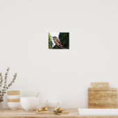 Frau Rufous Hummingbird - Kunstdrucke Poster (Küche)
