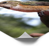Frau Rufous Hummingbird - Kunstdrucke Poster (Ecke)