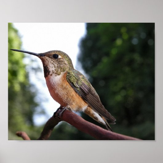 Frau Rufous Hummingbird - Kunstdrucke Poster (Vorne)