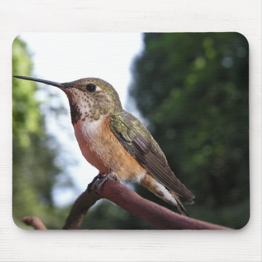 Frau Rufous Hummingbird - Mousepad (Vorne)