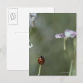 Frau Stem Postkarte (Vorne/Hinten)