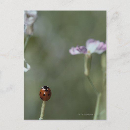 Frau Stem Postkarte (Vorderseite)