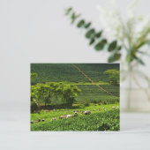 Frauen, die Tee ernten 2 Postkarte (Stehend Vorderseite)