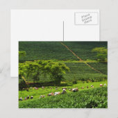 Frauen, die Tee ernten 2 Postkarte (Vorne/Hinten)