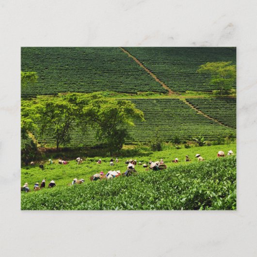 Frauen, die Tee ernten 2 Postkarte (Vorderseite)