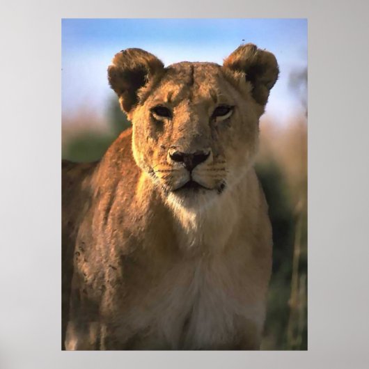 Frauen Lioness Löwe Gift Poster (Vorne)