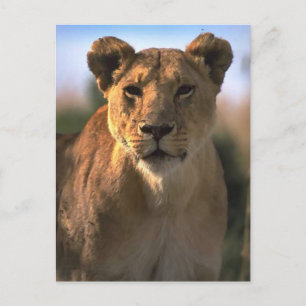 Frauen Lioness Löwe Postkarte