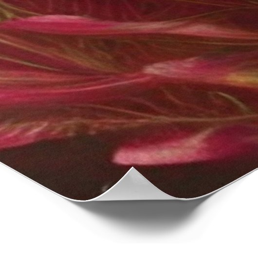 Frauen, Pfau, rote Blume und Herz Poster (Ecke)