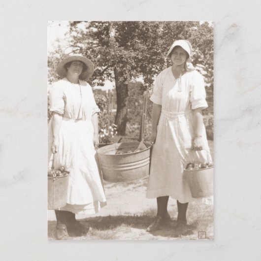 Frauen pflücken Äpfel Postkarte (Vorderseite)