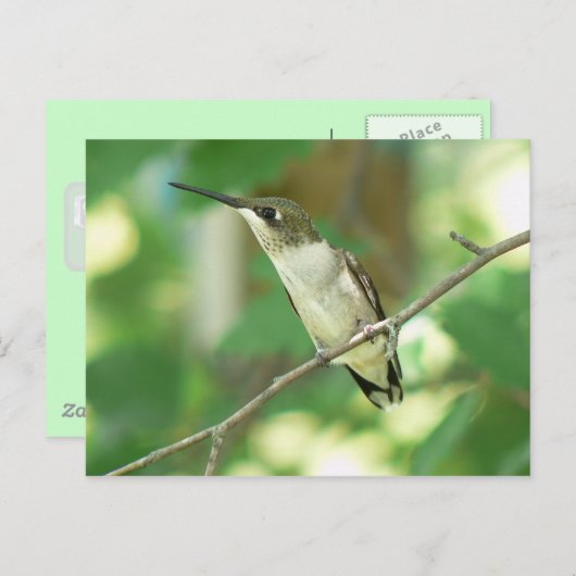 Frauen Ruby-throated Hummingbird Postcard. Postkarte (Vorne/Hinten)