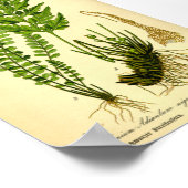 Frauenhaarfarn (Asplenium trichomanes) Poster (Ecke)