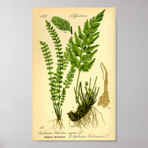 Frauenhaarfarn (Asplenium trichomanes) Poster