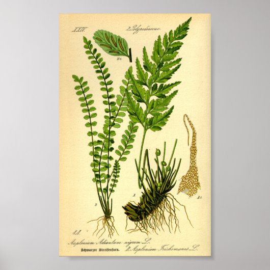 Frauenhaarfarn (Asplenium trichomanes) Poster (Vorne)