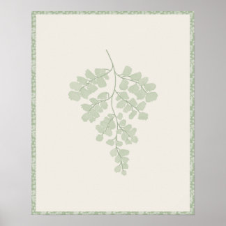 Frauenhaarfarn Botanischer Druck Sagegrün auf Cr Poster