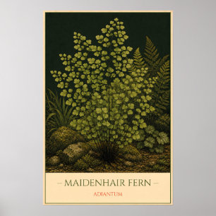 Frauenhaarfarn – Vintage botanische Illustration Poster